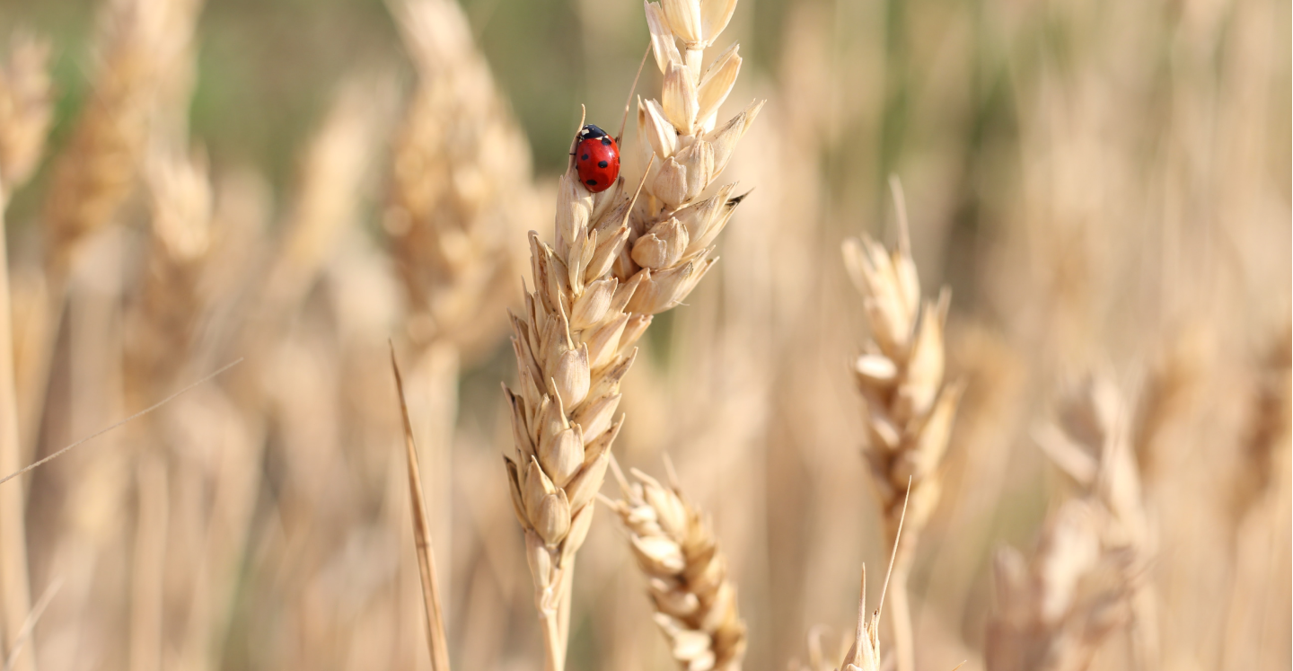 Food innovation for good